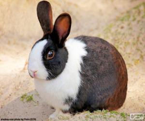 yapboz Tavşan kahverengi ve beyaz